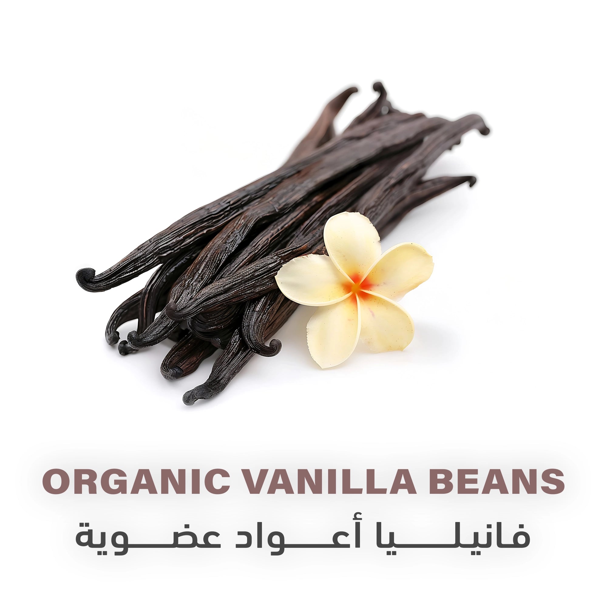 أعواد الفانيليا العضوية من هوليستيك كورنر | 12 غرام